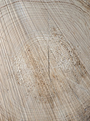 Fototapeta premium Tree cross section