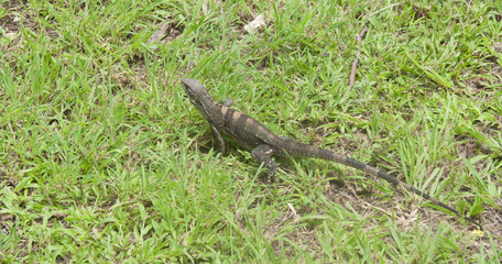 Lizard on Meadow