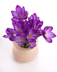 Krokusse in einer Speckstein-Vase