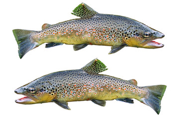 Common trouts