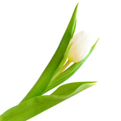 white tulip