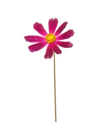 flower cosmos