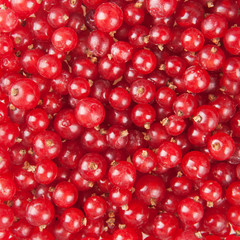 redcurrant