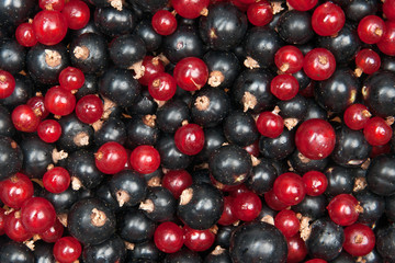 redcurrant and  blackcurrant