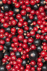 redcurrant and  blackcurrant