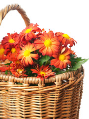 Fototapeta na wymiar Chrysanthemum in a basket
