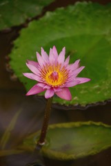 A pink flowering water lily