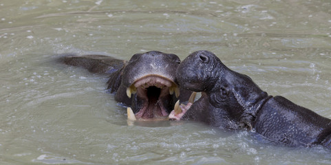 Fototapeta premium Two pygmy hippopotamus fighting in water