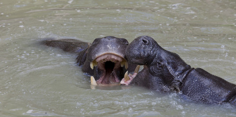 Two pygmy hippopotamus fighting in water
