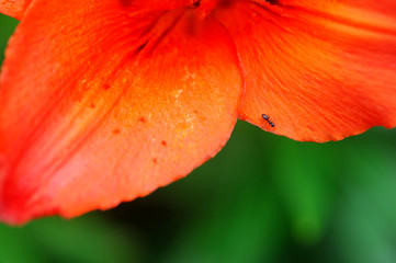 Black ant on the lily petal
