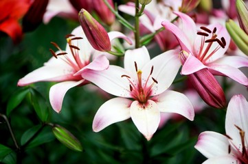 Beautiful pink lily flowers, outdoor shot