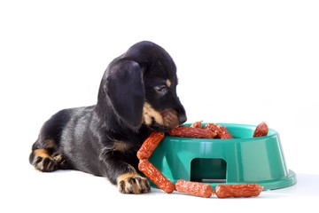 Dackel Welpe freut sich über Würstchen im Napf