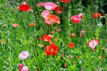 Obraz premium A bunch of red poppies
