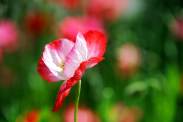 A red and white poppy flower