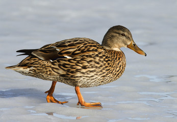 Mallard walking on the ice
