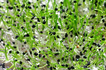 Rzeżucha zdrowa żywność