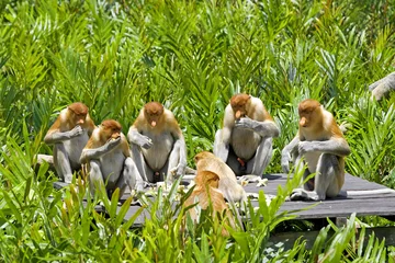 Papier Peint photo autocollant Singe Proboscis monkey