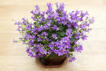 Small violet flowers