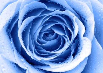 Foto op Plexiglas Macro blauwe roos
