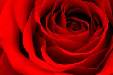 Foto op Plexiglas rode roos © Mariusz Blach