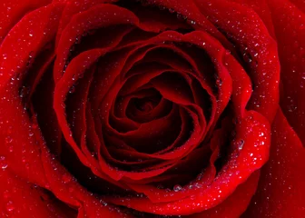 Tuinposter rode roos met waterdruppels © Mariusz Blach