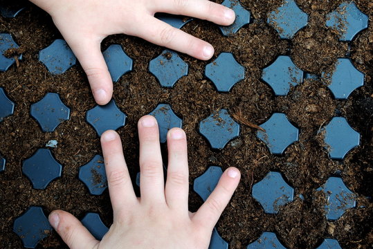 Kid Hands Over A Sown Seedbed