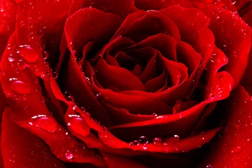 Abwaschbare Fototapete Macro rote Rose mit Wassertropfen