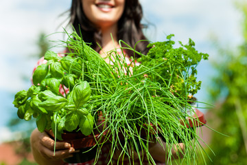 Gartenarbeit im Sommer - Frau mit Kräutern