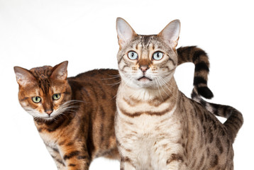 Fototapeta premium Two Bengal kittens looking shocked and staring
