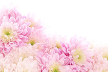 Soft pink daisy