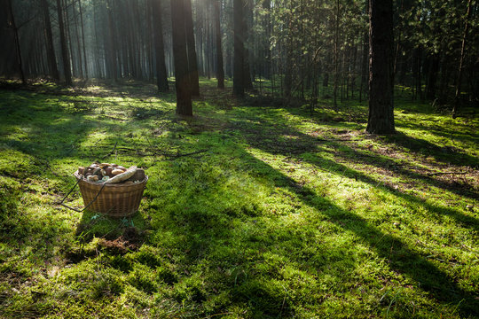Fototapeta Basket with mushrooms in the forest