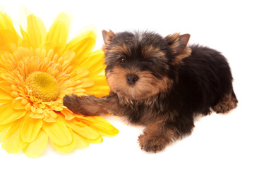 puppy about a yellow flower , isolated.