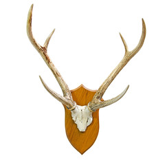 Animal skull with horn