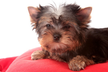 Small dog on a red pillow, isolated.