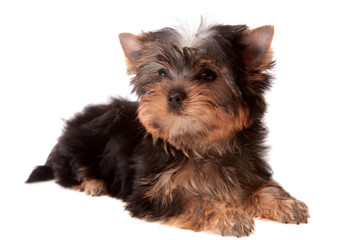 Yorkshire Terrier , isolated.