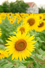 Naklejka premium Sunflower in the field