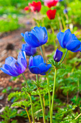 Naklejka premium Blue poppies