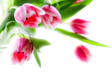 Fünf rosafarbene Tulpen