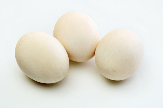 uova bianco gallina padovana fragile