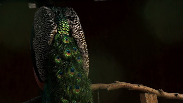 peacock feathers