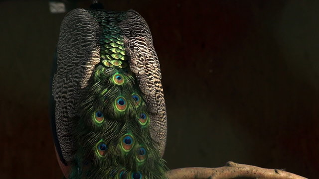 peacock feathers