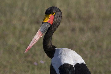 Ephippiorhynchus senegalensis