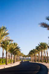 Fototapeta premium Alley with palm-trees