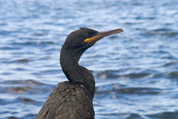 Cormorants in Ibiza, Spain
