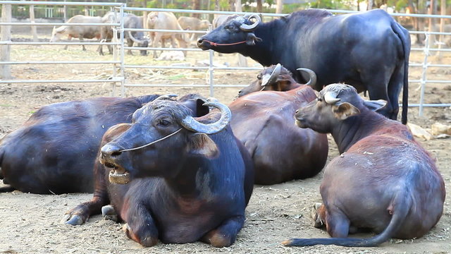 Milk buffaloes called "Murrah"