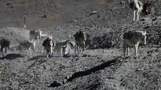 donkey and mountain