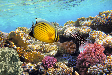 Underwater life of a hard-coral reef