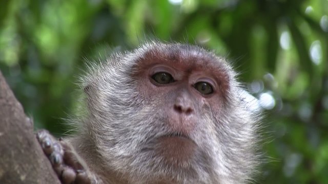 singe en taillande