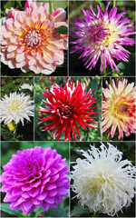 Beautiful dahlias in the garden,collage