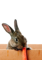 hase im karton 10